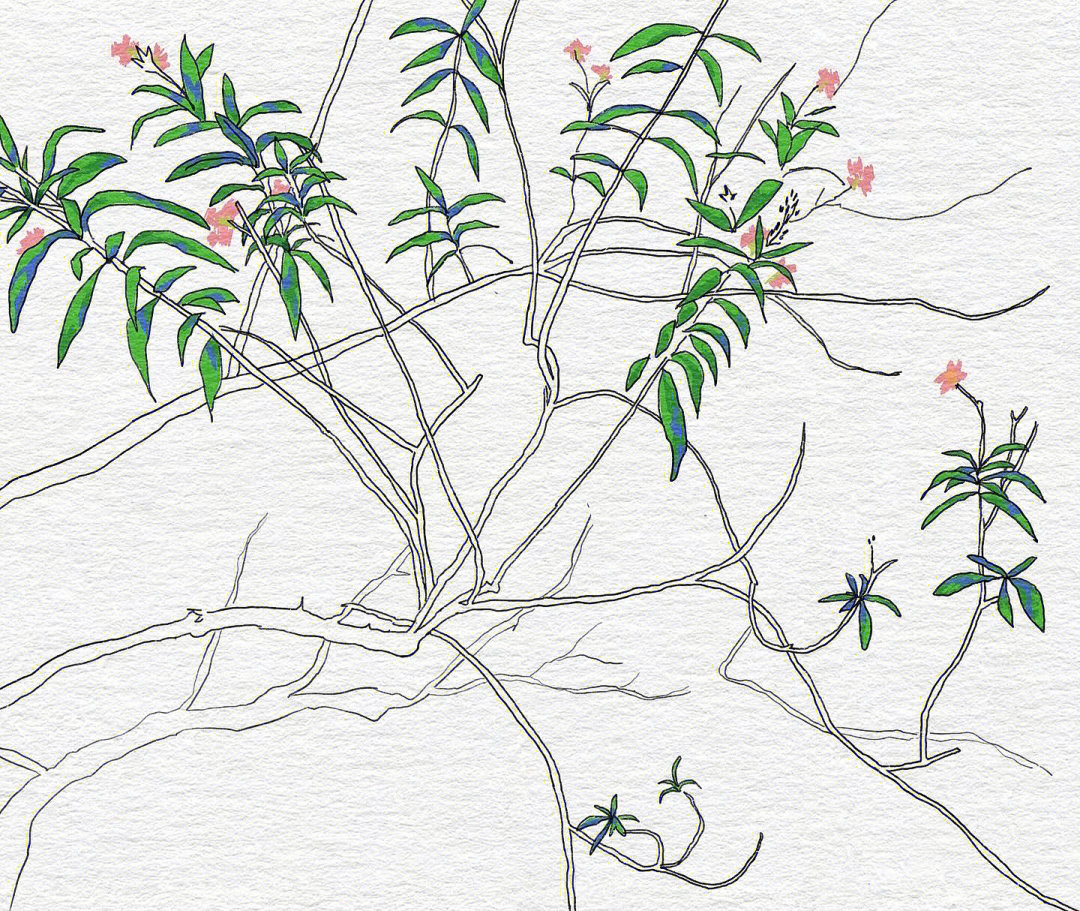 tattooflash上海植物纹身彩色手稿