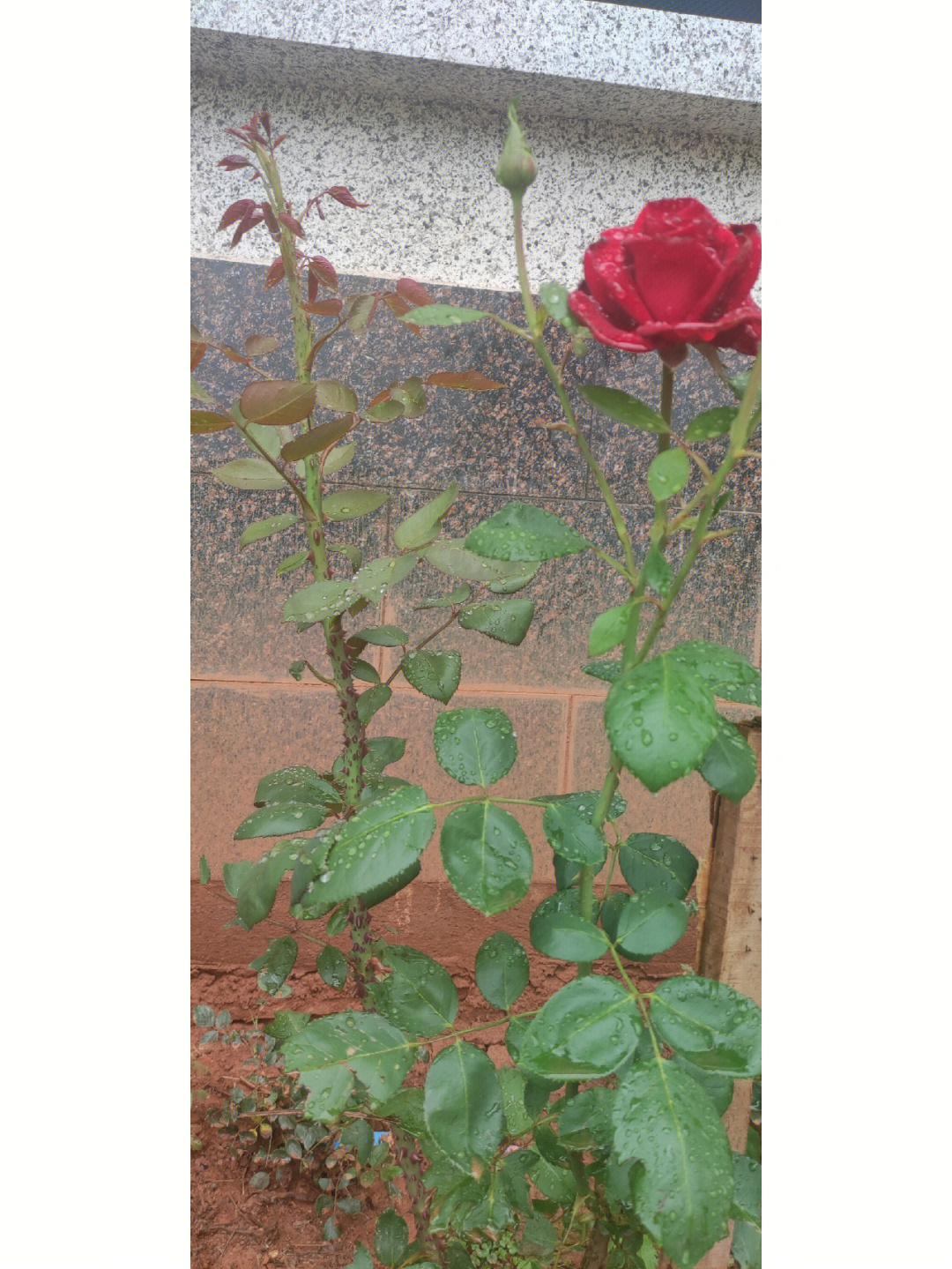 不知道这是什么品种的红玫瑰花瓣肉质丝绒质感花期也长图四是冬花冬天