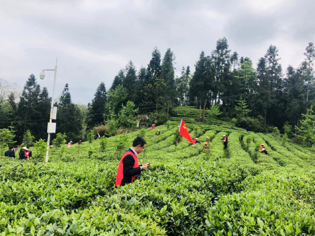 来自贵州黔中腹地的生态有机茶园