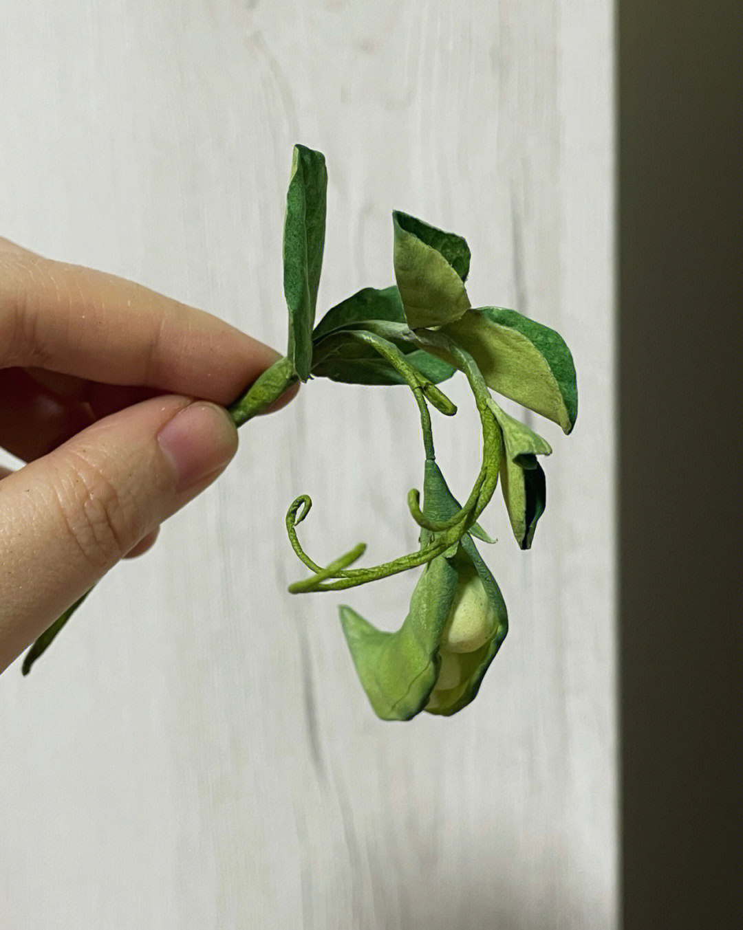 通草花豌豆藤蔓