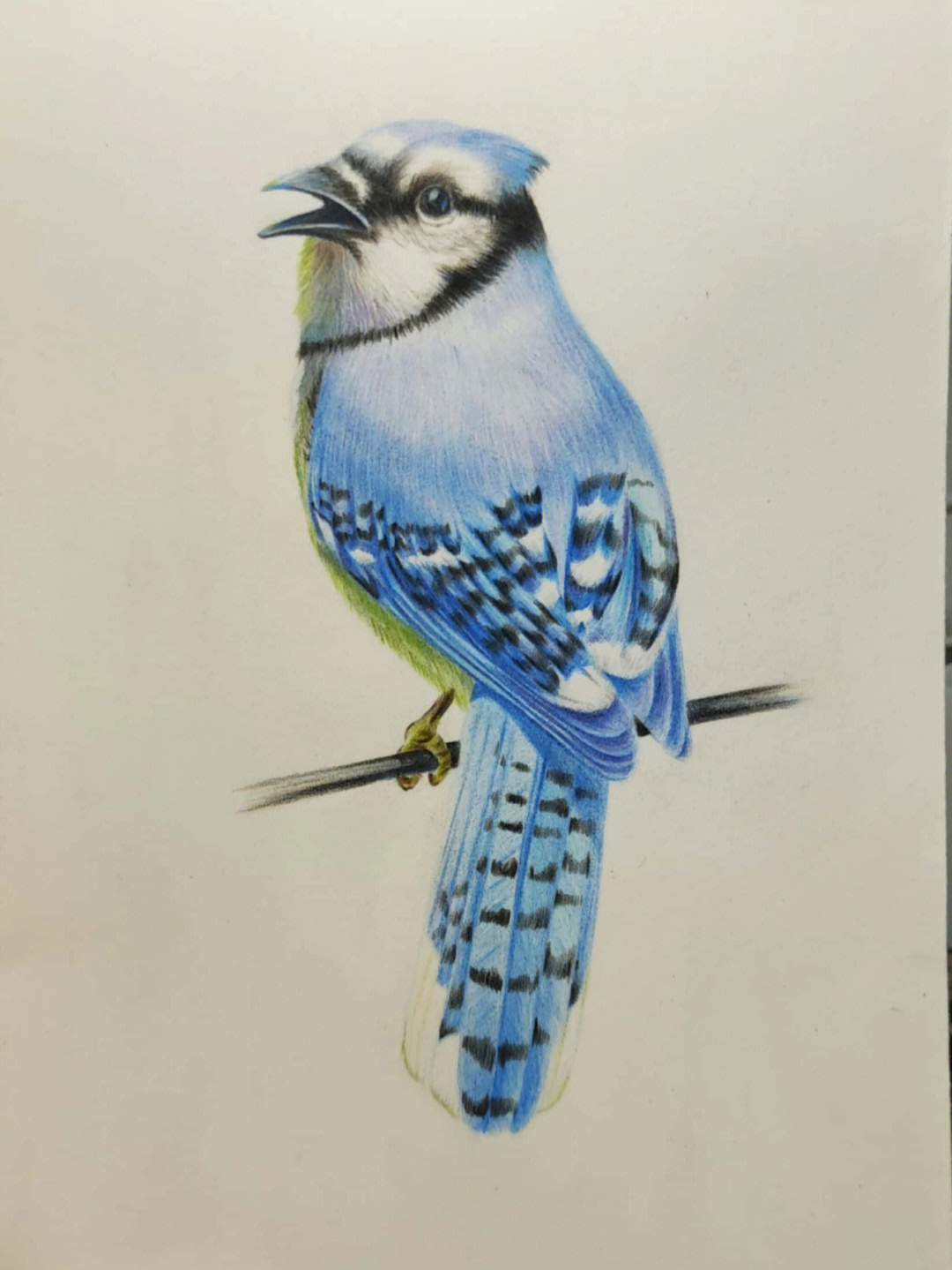 彩铅画可爱小鸟图片