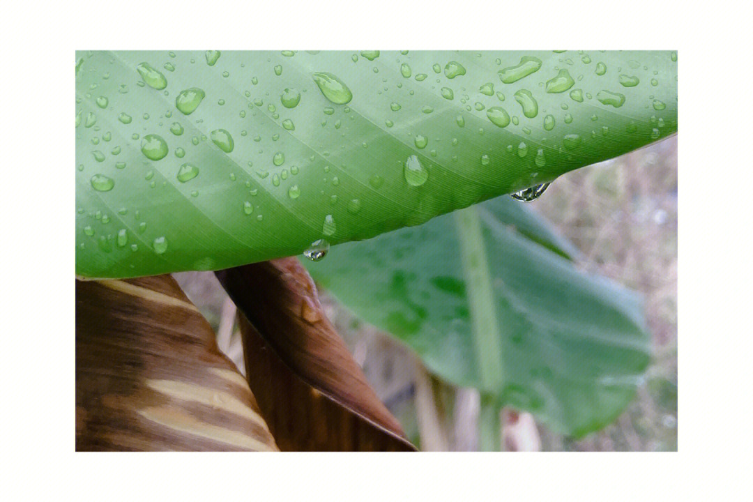 春日雨打芭蕉