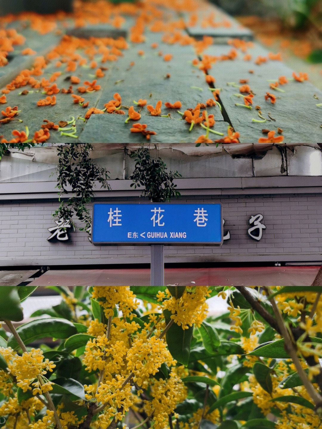 在清朝的时候因栽了丹桂,被命名为丹桂胡同,民国初年改为桂花街