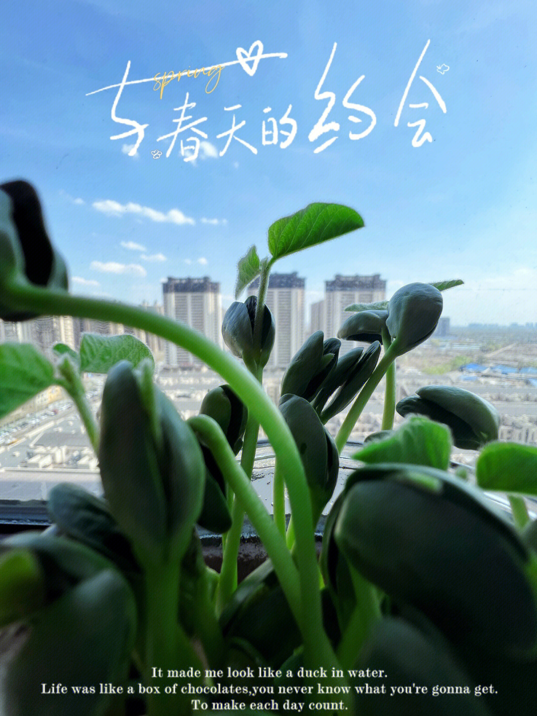 春芽