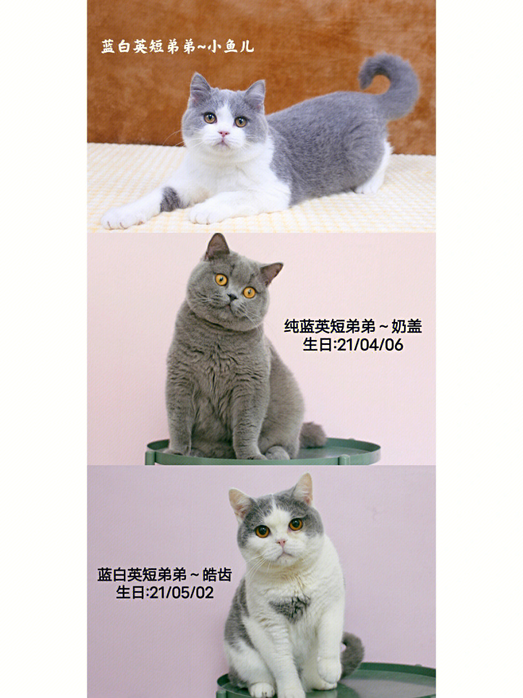 蓝白英短乳白英短蓝猫