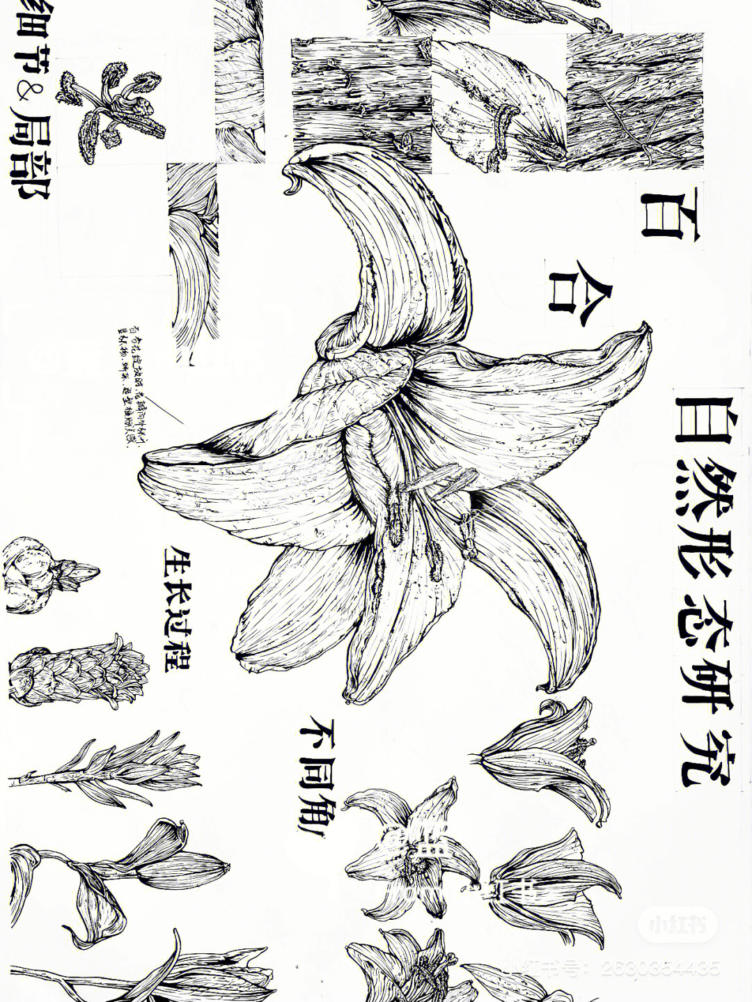 造型基础自然形态研究