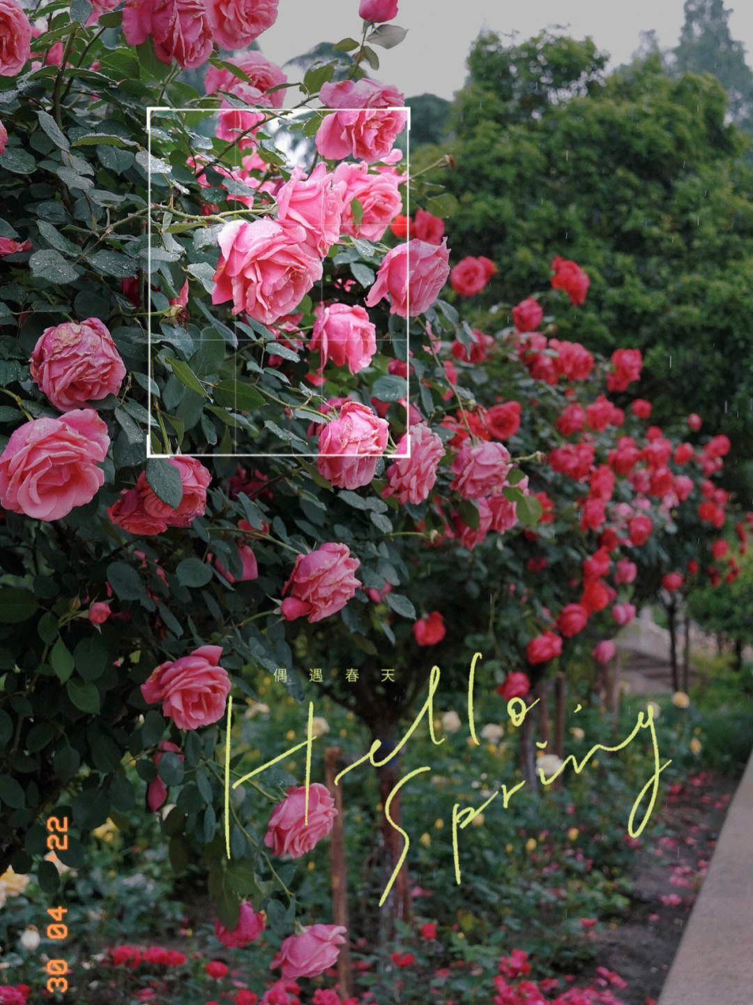 杭州花圃介绍图片