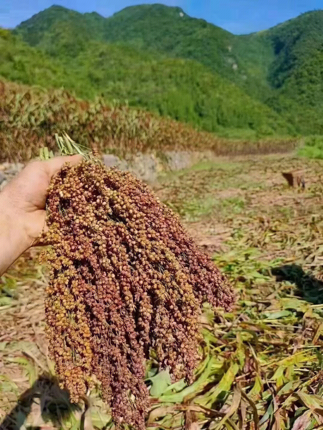 茅台镇当地百姓在收割高粱,红缨子糯红高粱的不同之处杆枝都是红色的