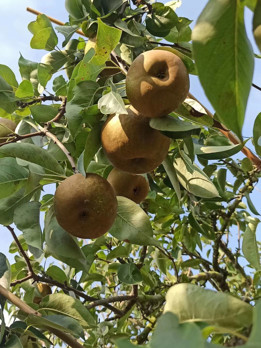 揭阳邹堂青皮梨脯