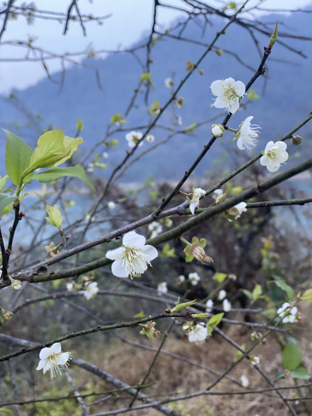 从化梅花