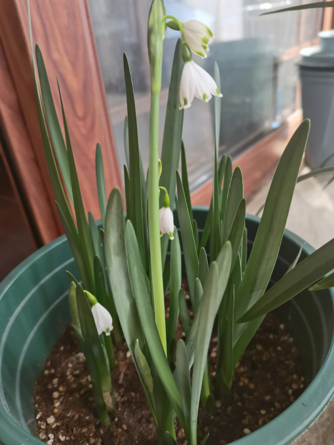 雪片莲开花了