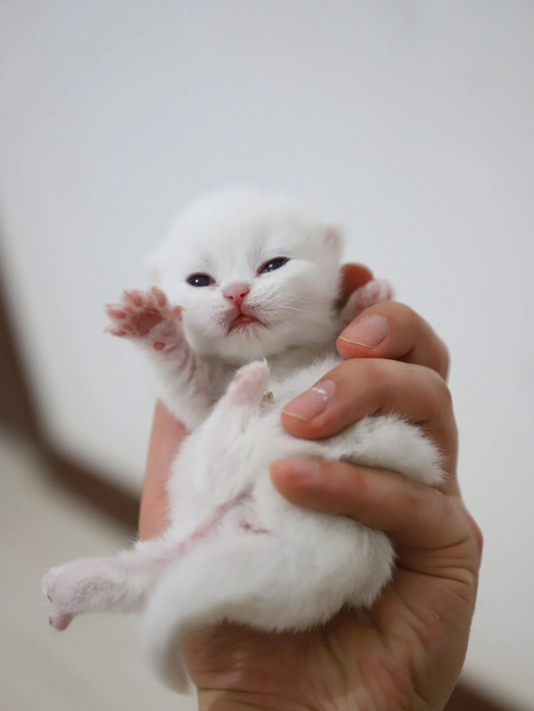 金点猫刚出生的样子图片