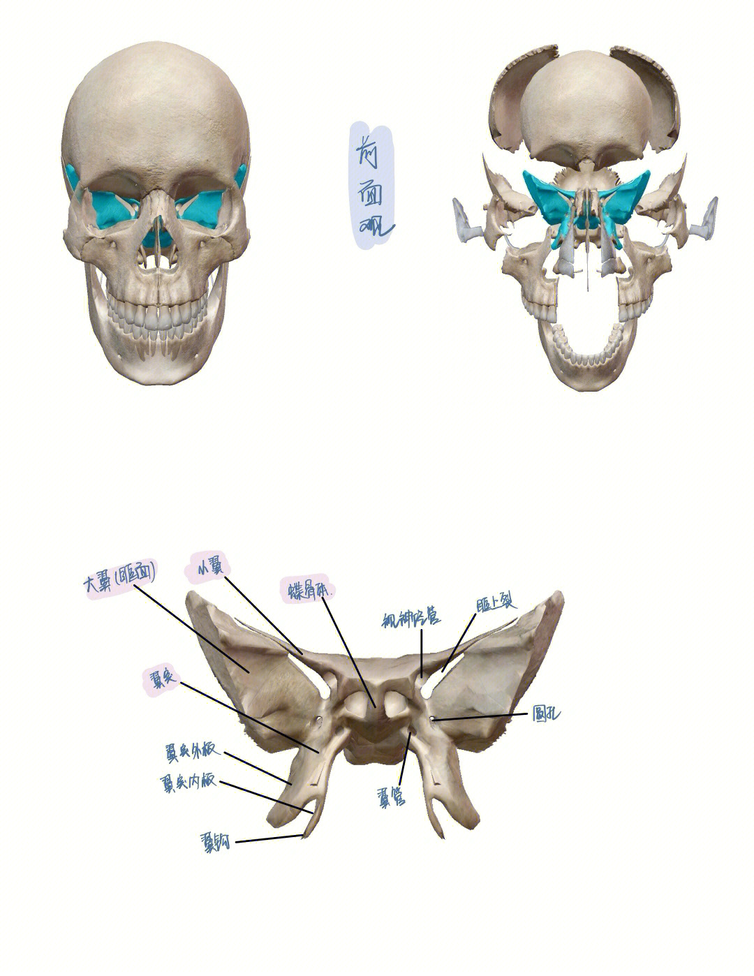 口腔颌面部骨蝶骨翼腭窝