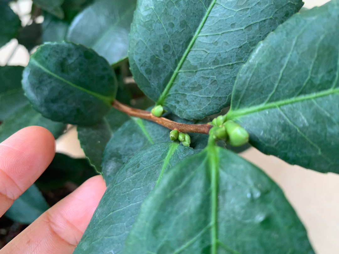 茶花花苞生长过程图片