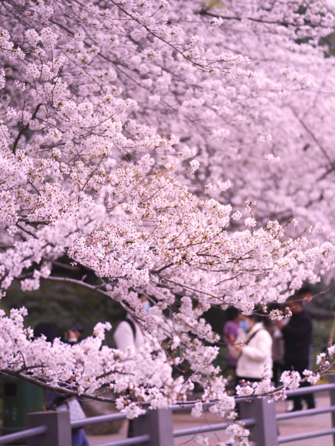 郑州桃花峪樱花图片