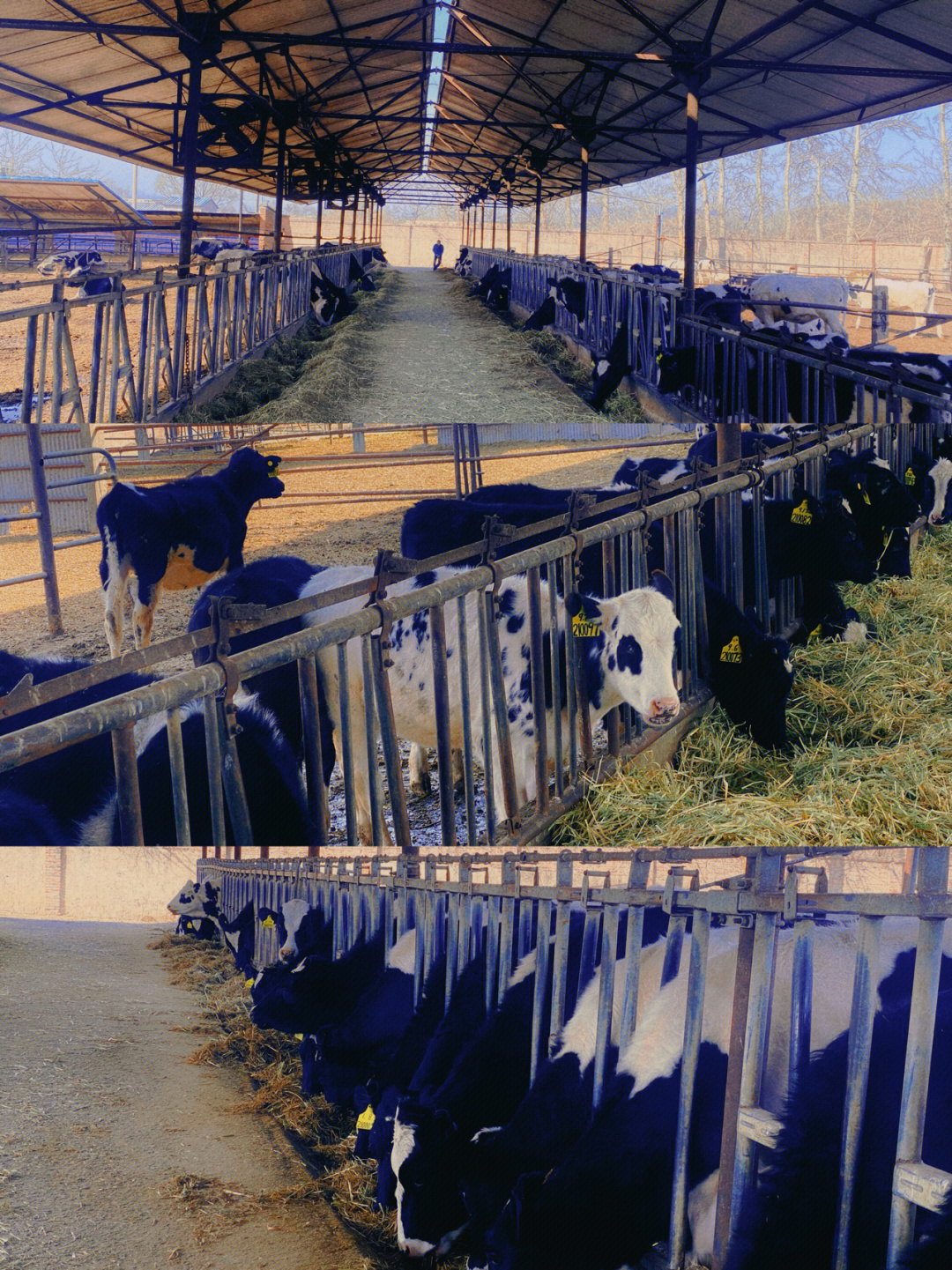 北京市区的奶牛农场带娃胜地