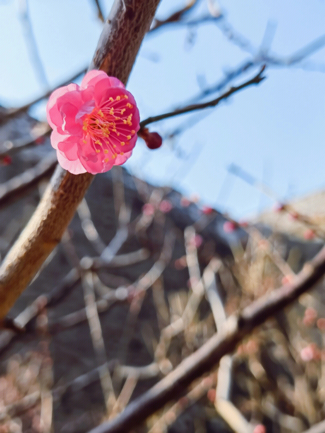 大片的梅花还没有开,再等等吧#赏梅#北京明城墙遗址公园#梅花