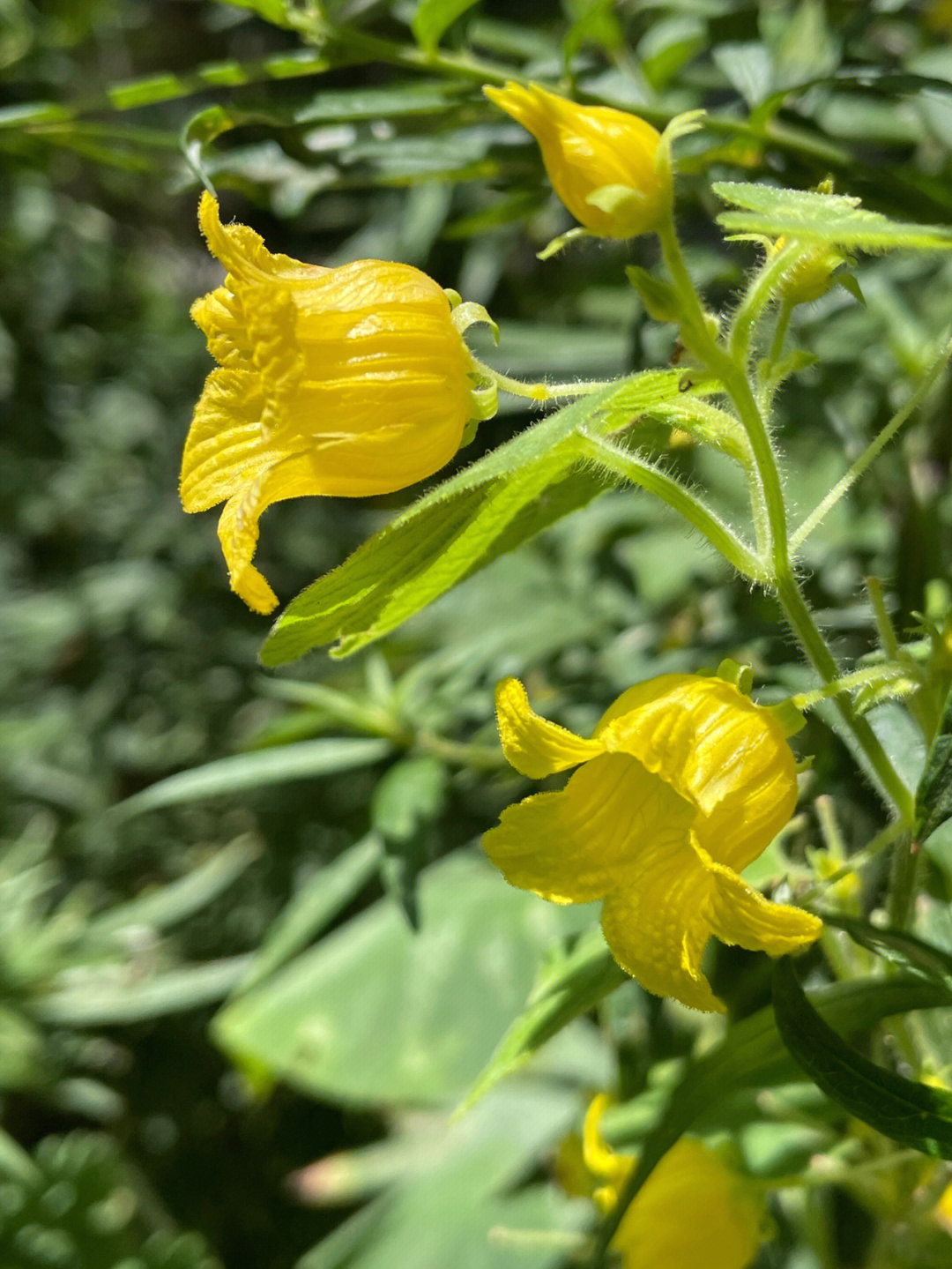 赤瓟花语:爱,和谐,幸福94