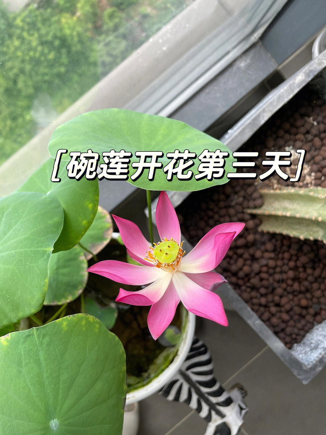 碗莲多久开花图片