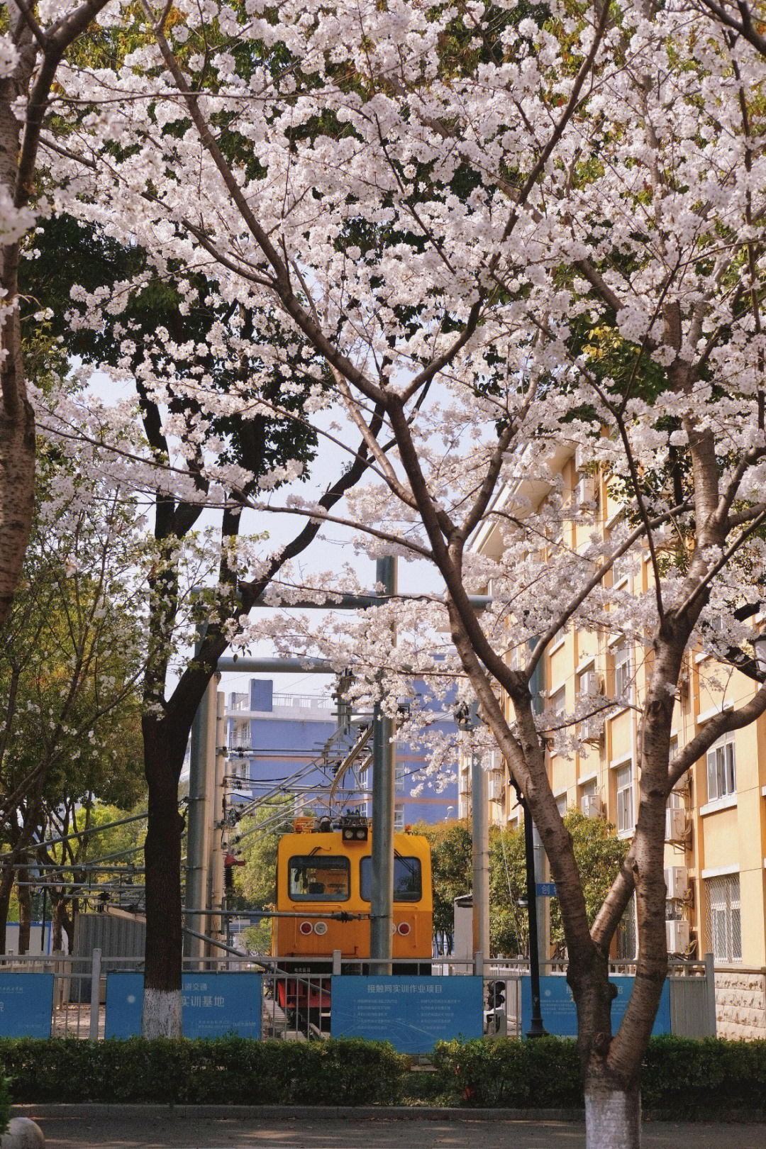 樱花妹学校图片