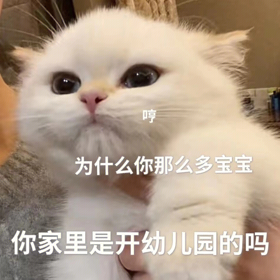 猫咪表情包第三弹