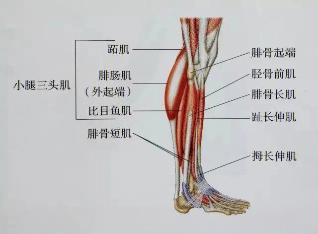 下肢伸侧具体部位图片