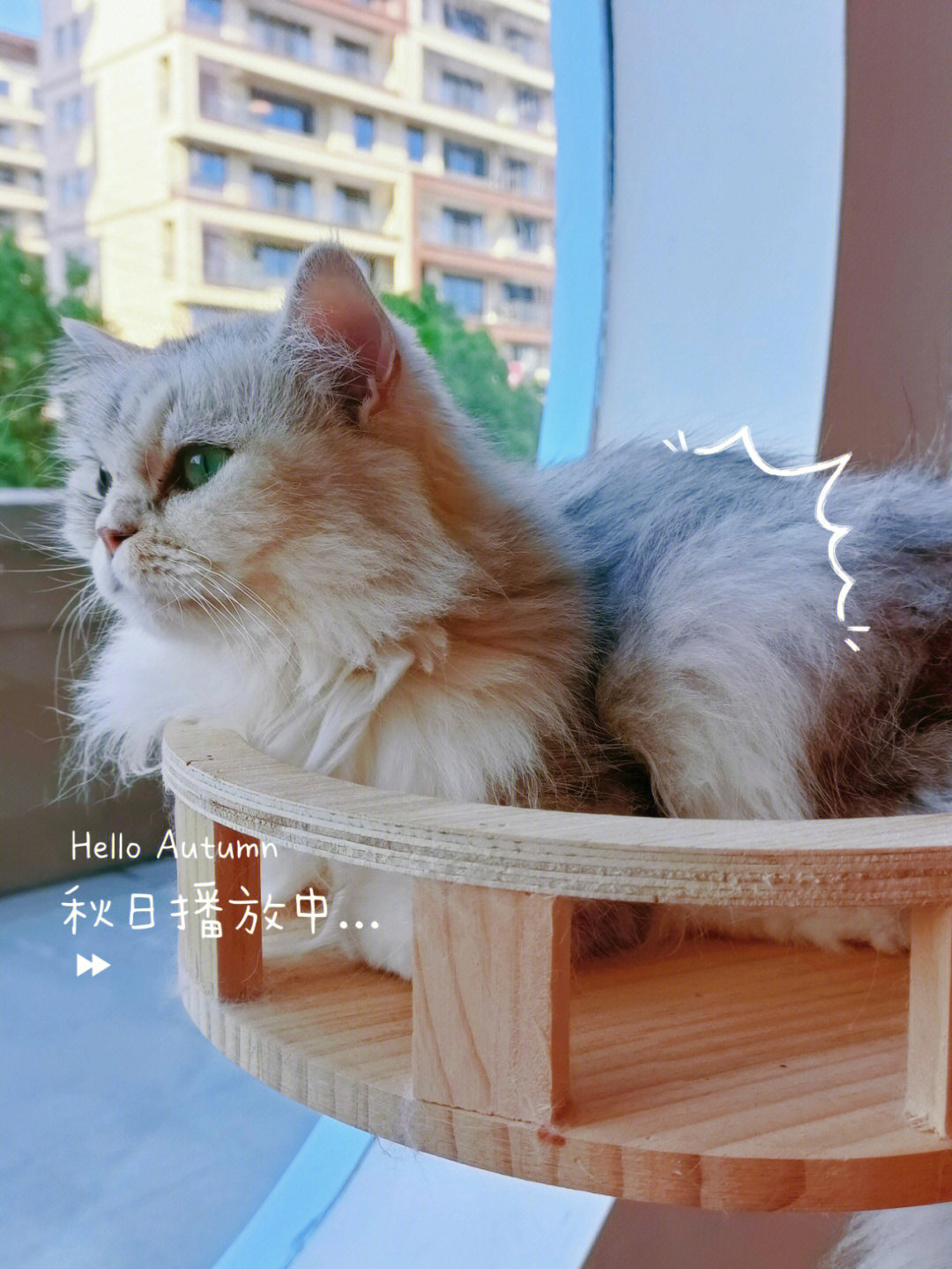 九江小县城里的猫咖打卡呀