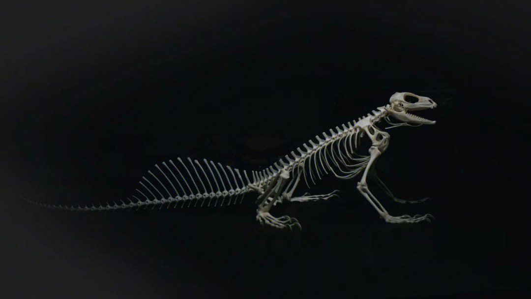 鬃狮蜥蜴骨架图片