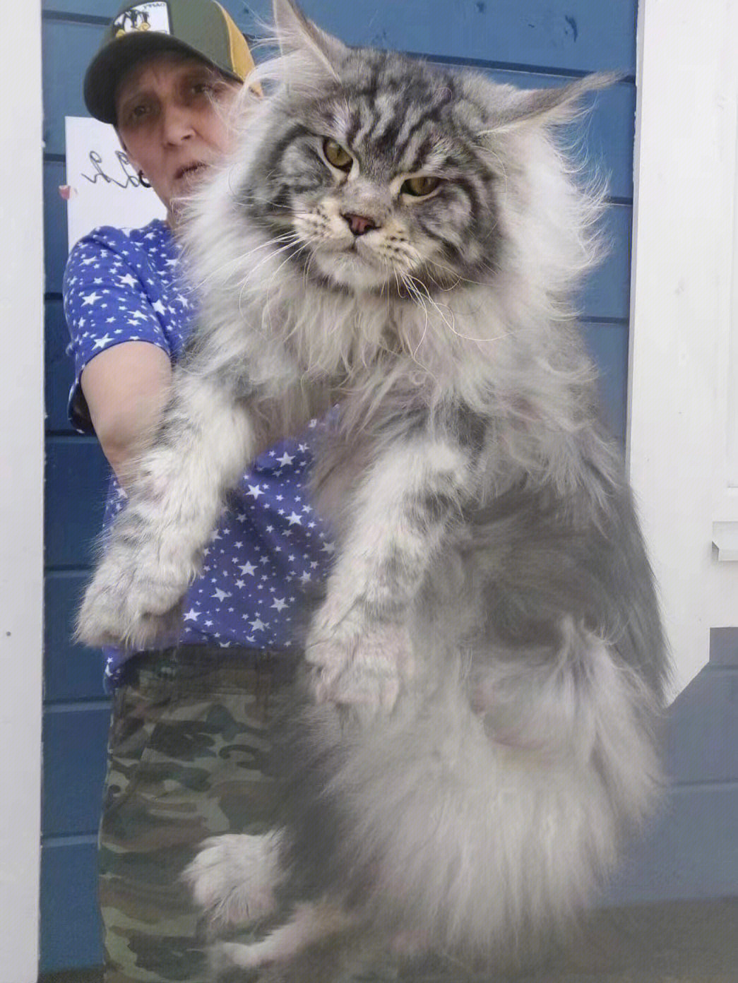 俄罗斯老太太家现在找新家的巨型猫