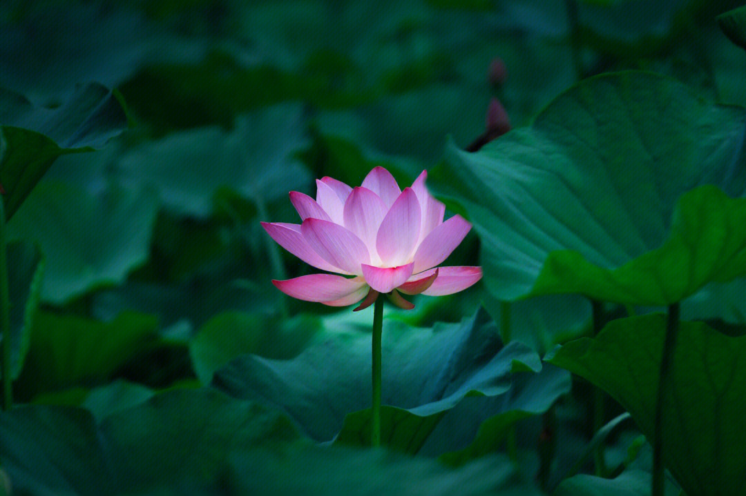 有荷花才是夏天夏日炎炎好运莲莲