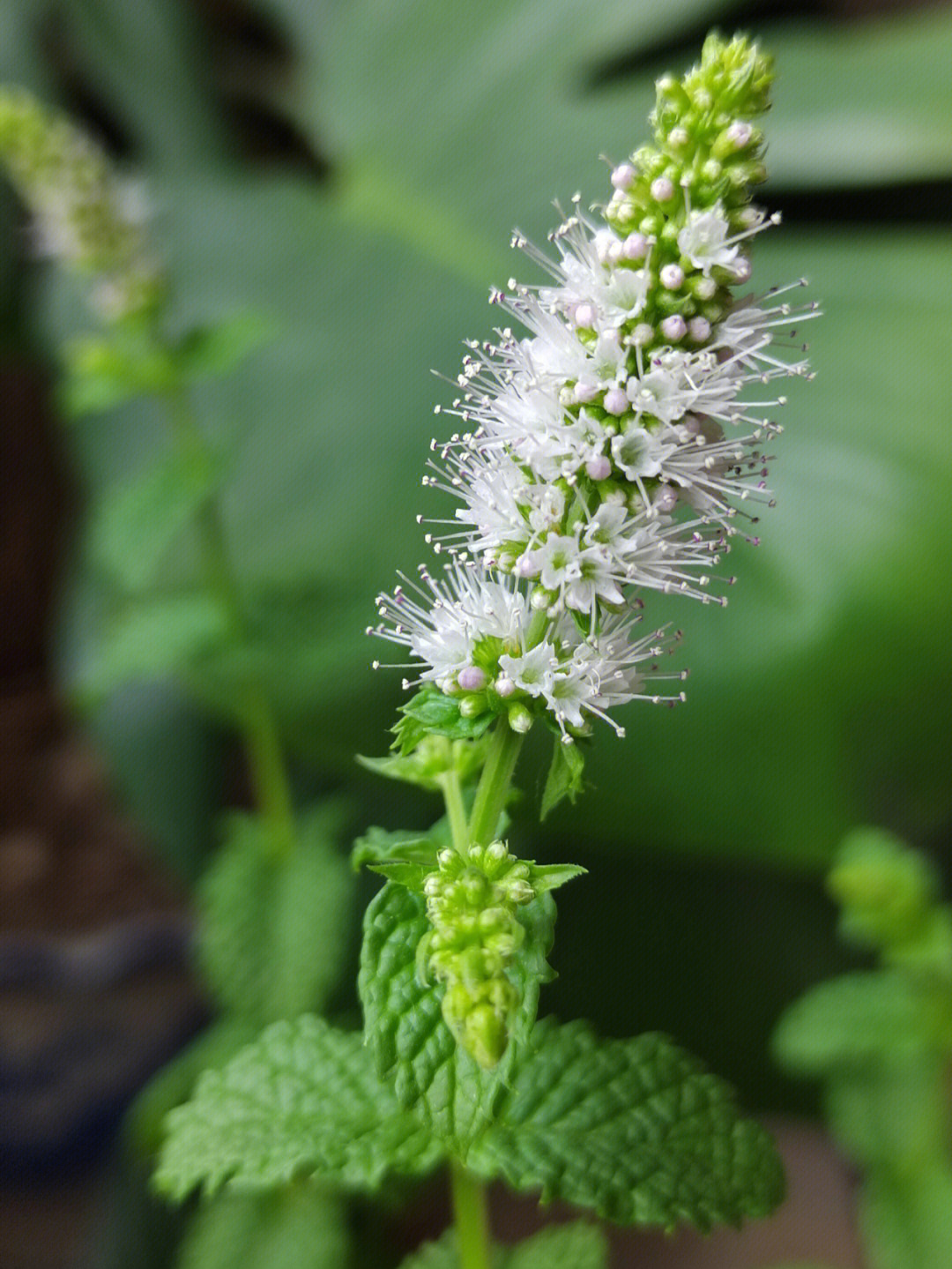 芒种代表性植物图片