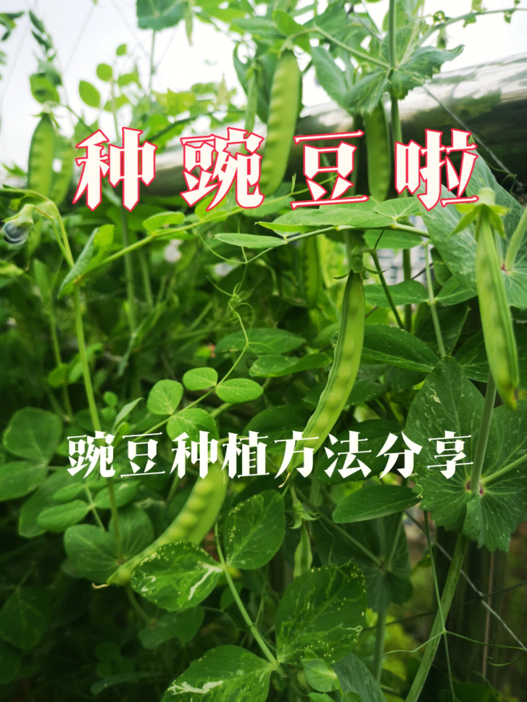 有机豌豆种植方法分享