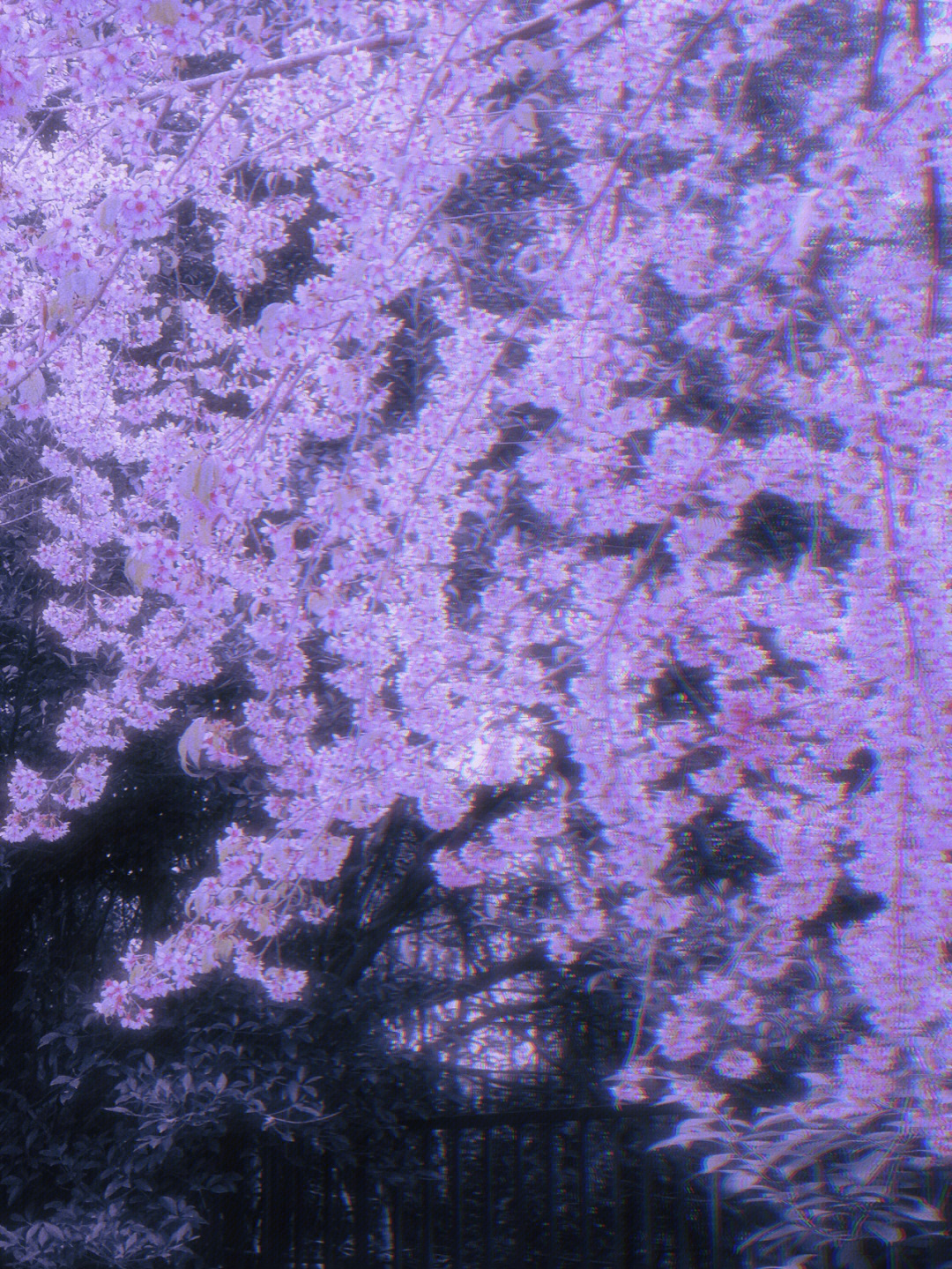 紫色樱花斗篷图片