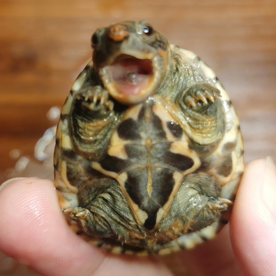 萨尔文蛋龟