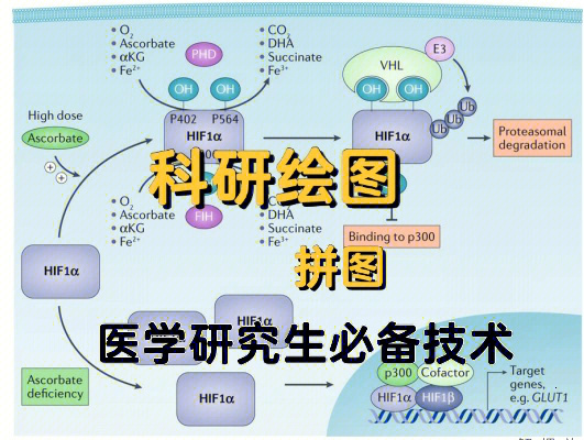 科研绘图技术医学研究生必备