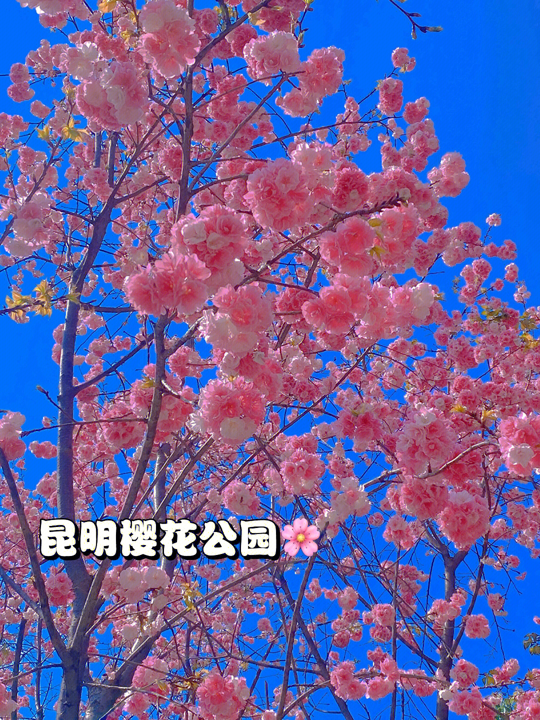 昆明樱花公园