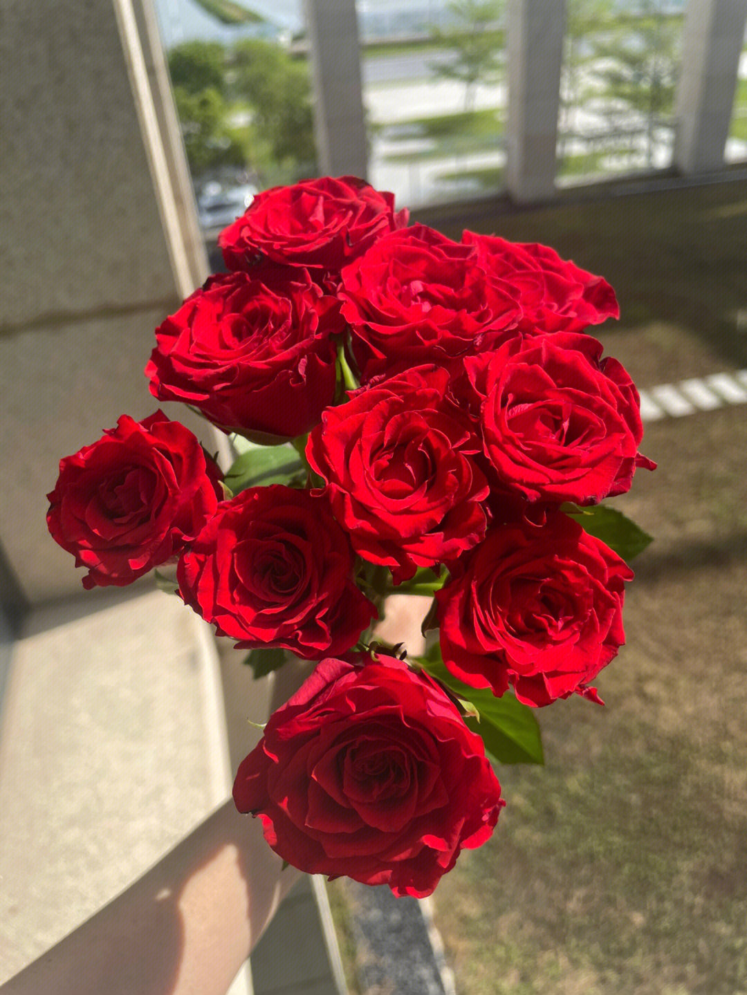 罗德斯玫瑰花开花时间图片