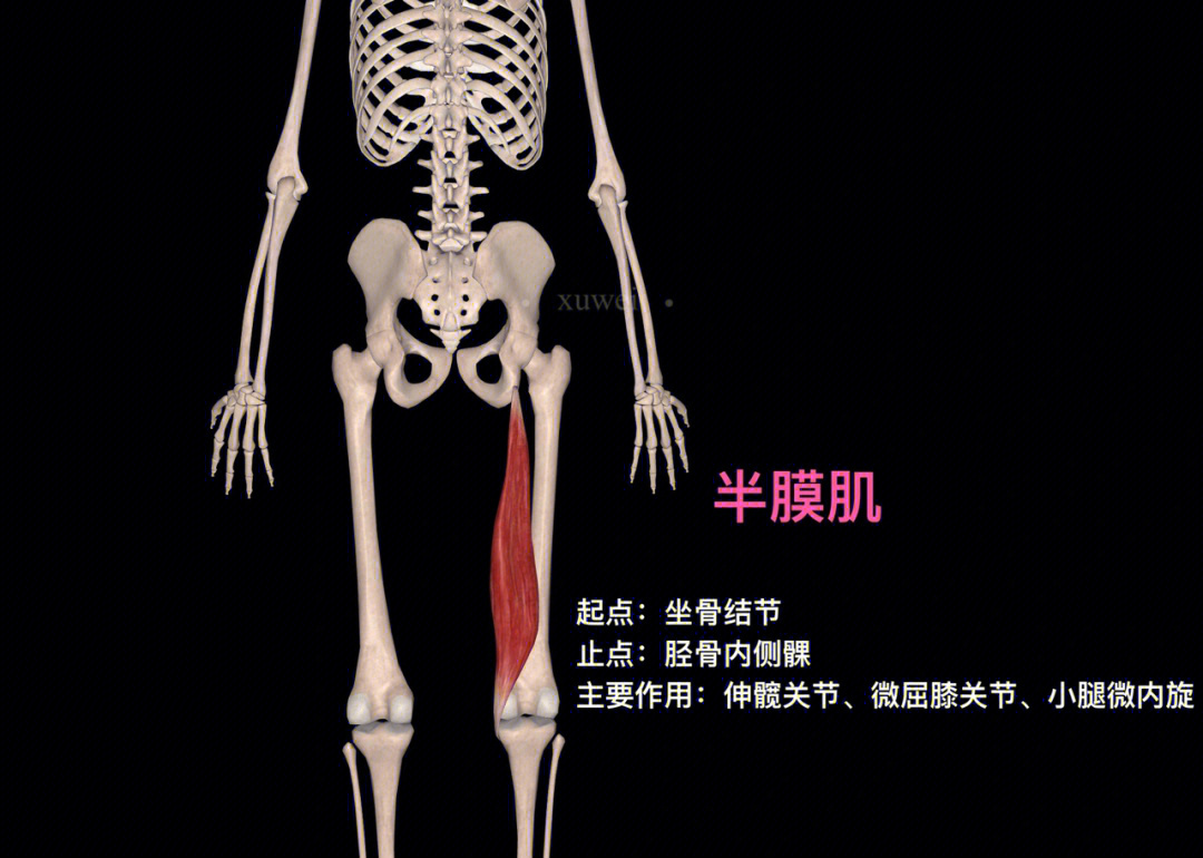 大腿后侧肌肉腘绳肌起止点