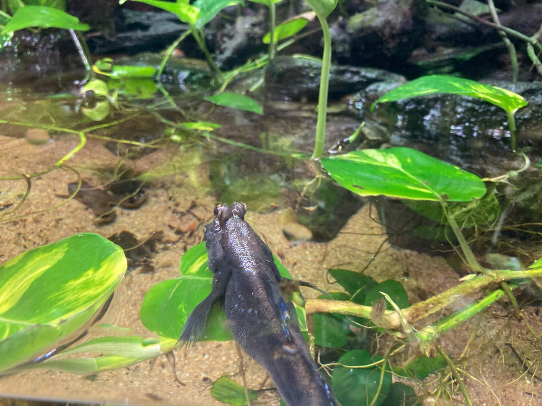 巨骨舌鱼萨拉戈萨河流水族馆