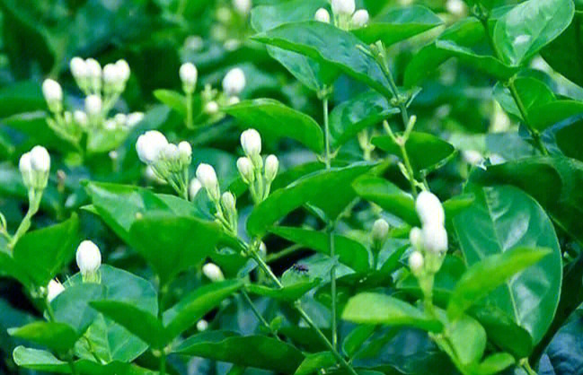 茉莉花的种植养护及注意事项