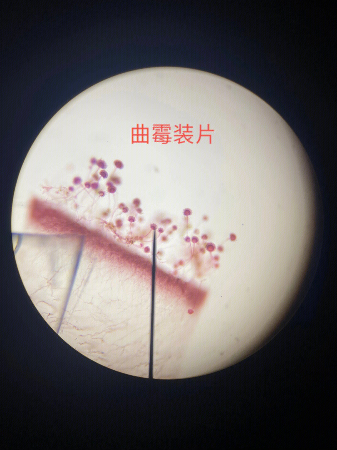 曲霉实验报告图手绘图片