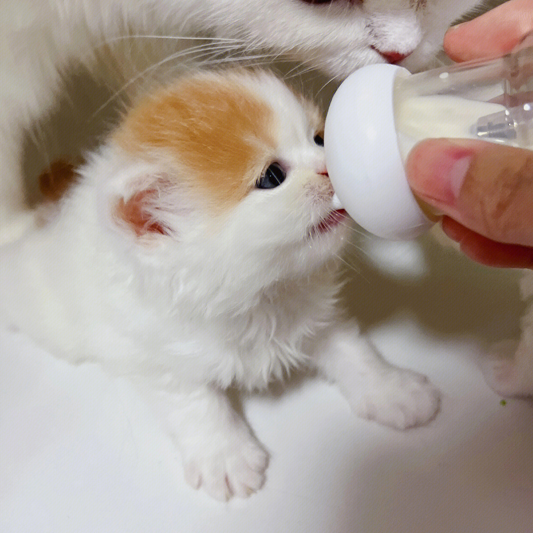 猫咪抱奶瓶头像图片