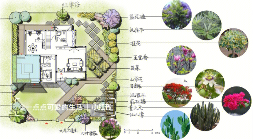庭院植物搭配表图片