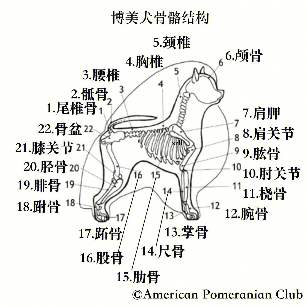 博美犬骨骼结构图08americanpomeranian