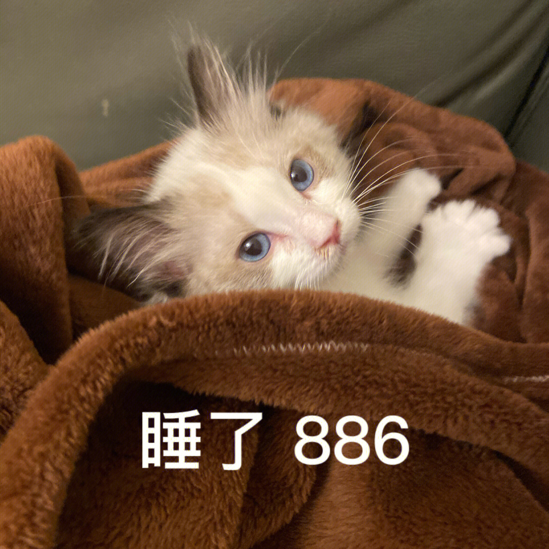 一只小猫叫拿铁小猫咪表情包三连