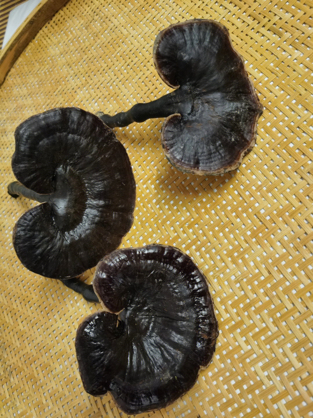广西三江纯德高山野生灵芝