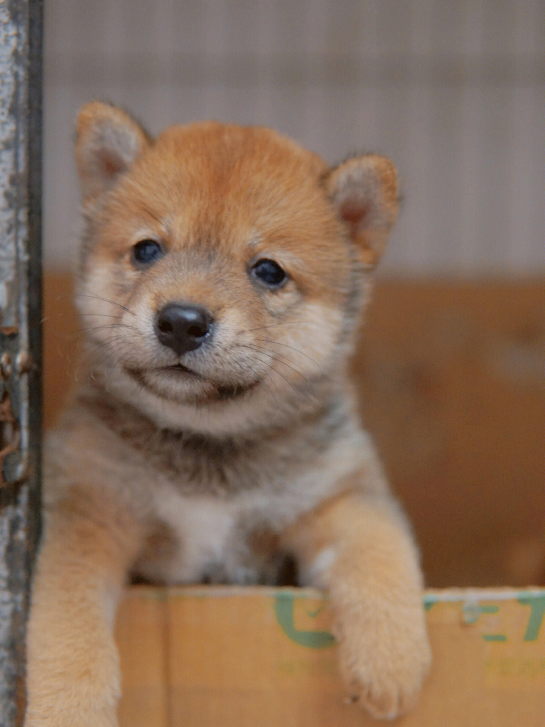 小柴犬满月照