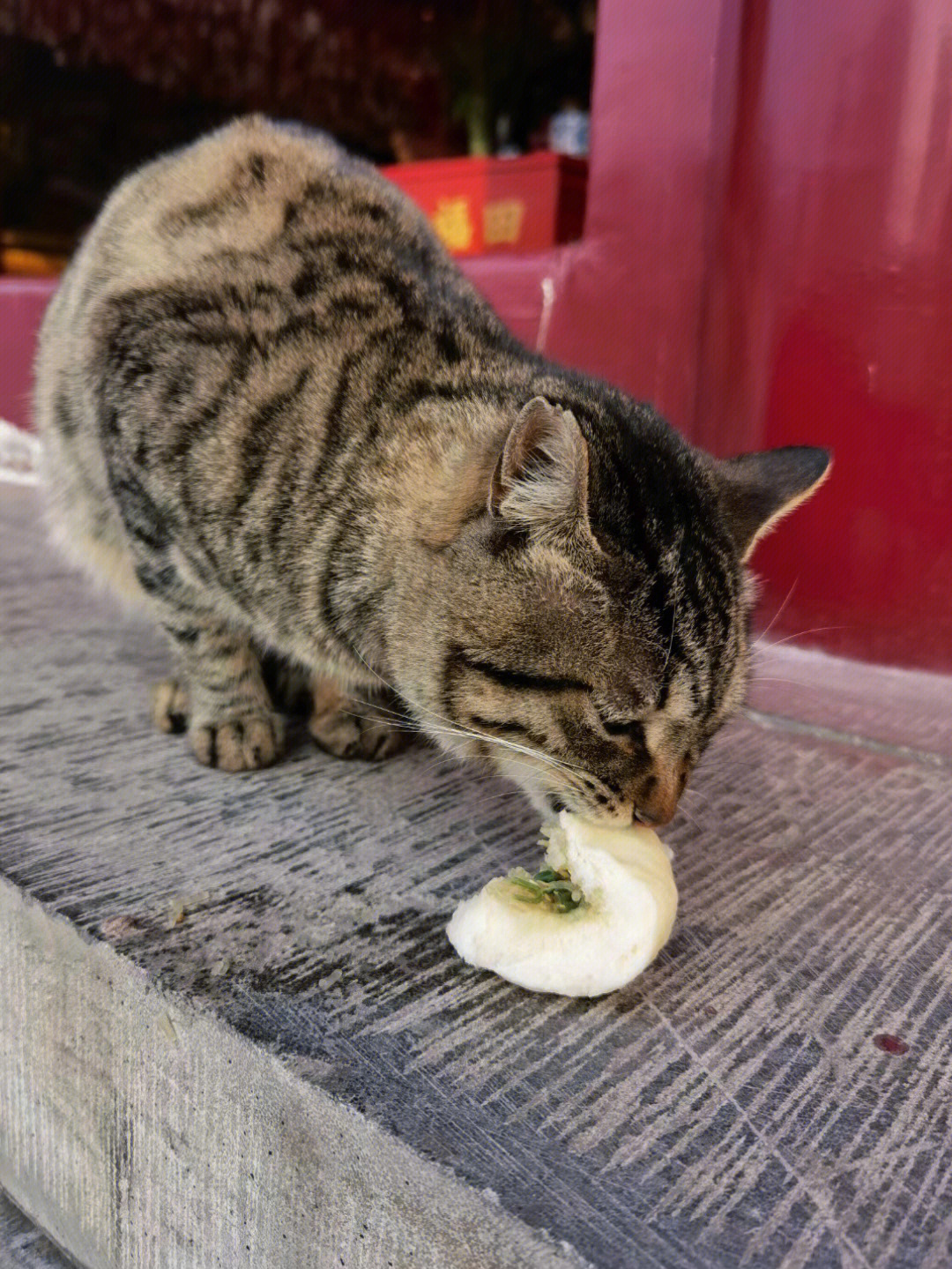 古鸡鸣寺猫图片