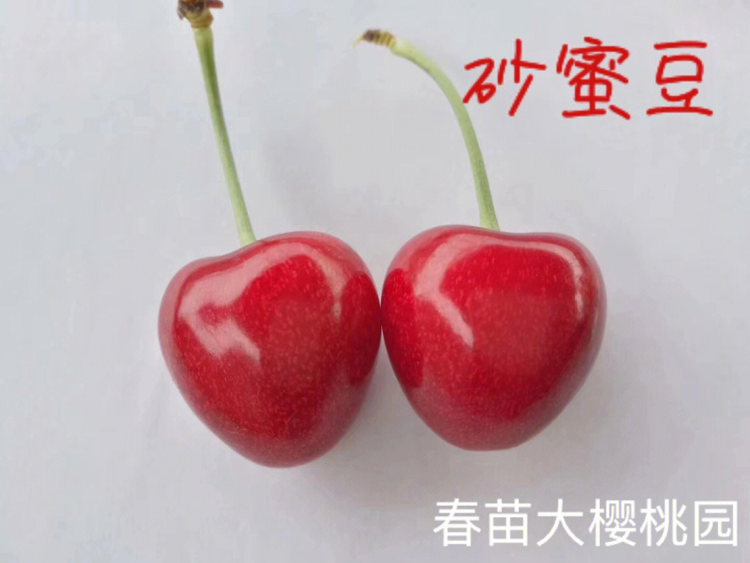 山海关原产地大樱桃最热销明星品种—砂蜜豆和梅枣[庆祝]目前数量有限