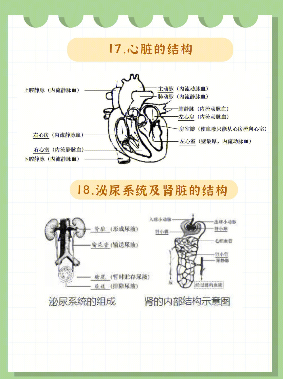 初中生物结构示意图图片